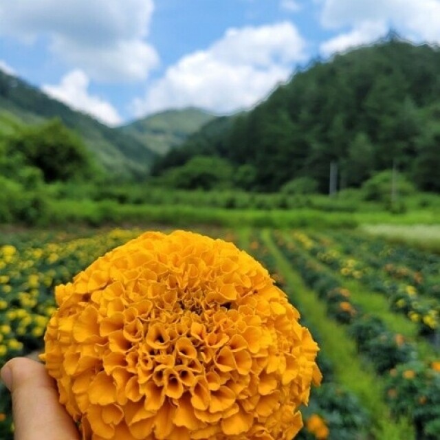 꽃차시대,꽃차시대 메리골드 꽃잎차 팩