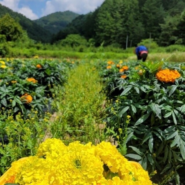 꽃차시대,꽃차시대 메리골드 꽃잎차 팩