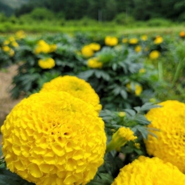 꽃차시대,꽃차시대 메리골드 꽃잎차 팩